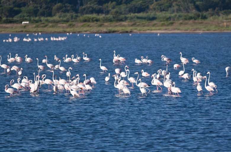 Les salins d'Hyères