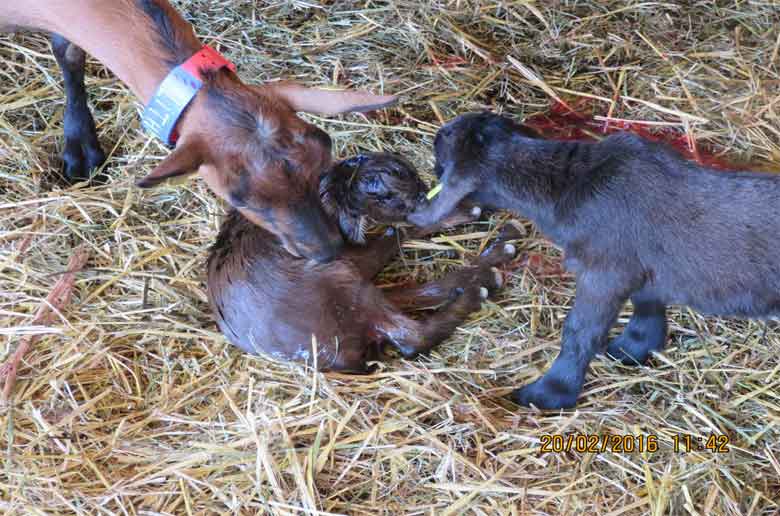 La ferme de la tour des Pins