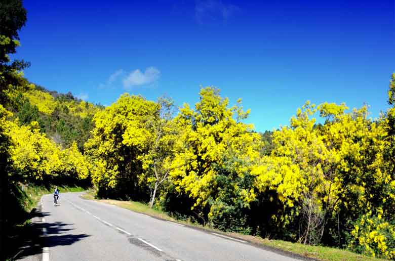 La route du Mimosa