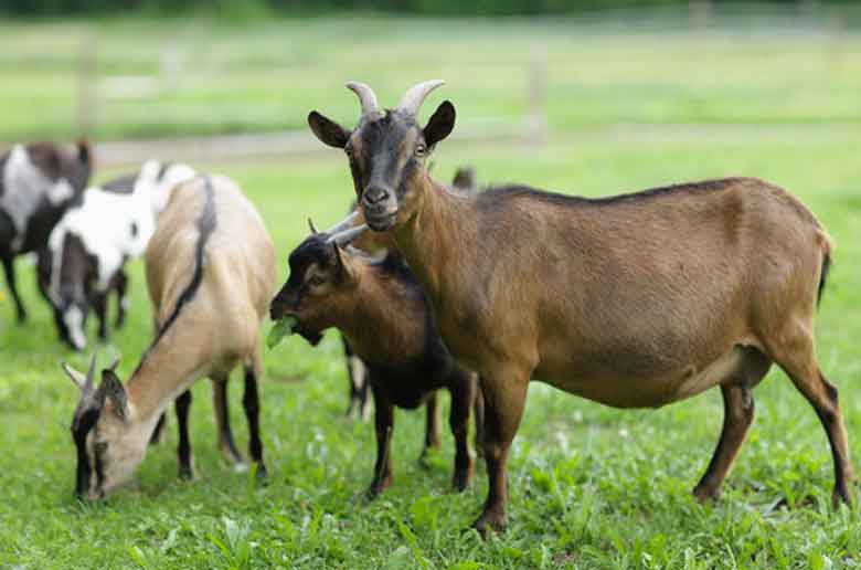 Une journée à la ferme du Roy d'Espagne