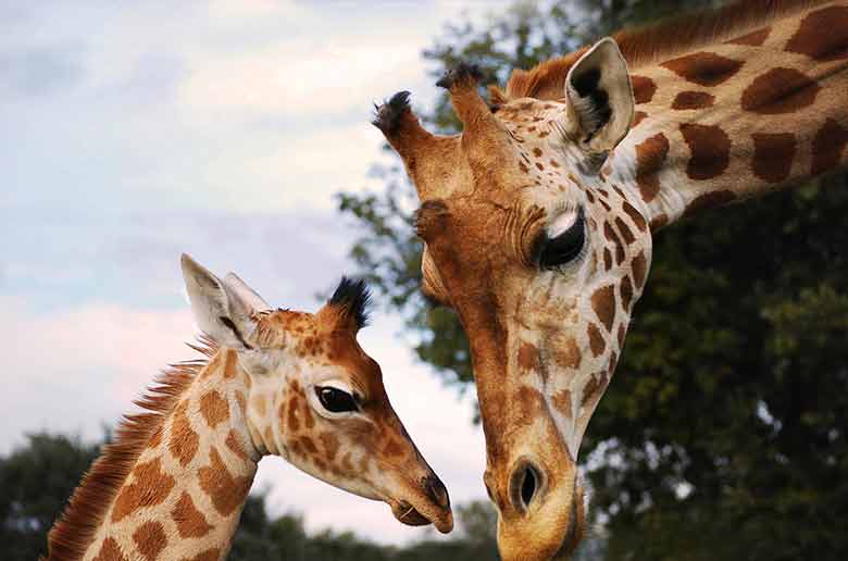 Chasse aux oeufs au zoo de la Barben