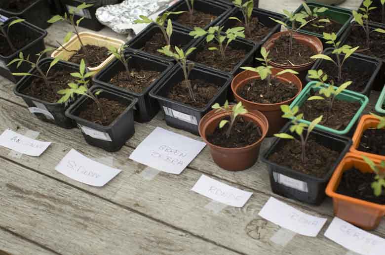 Le troc des plantes de la gare Franche