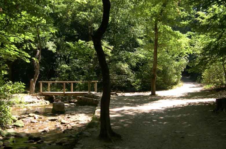 Journée Internationale des Forêts