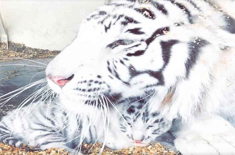 ROAAR, parc animalier de la Sainte Victoire