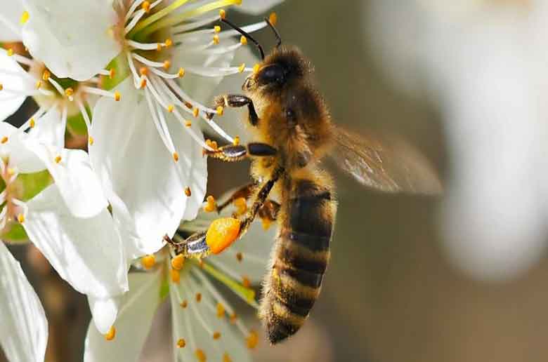 La fête de la nature 2019