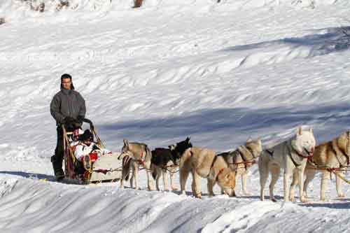 Les Orres Chiens De Traineau